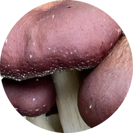 Wine_Cap