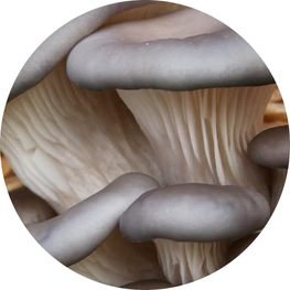 blueoyster