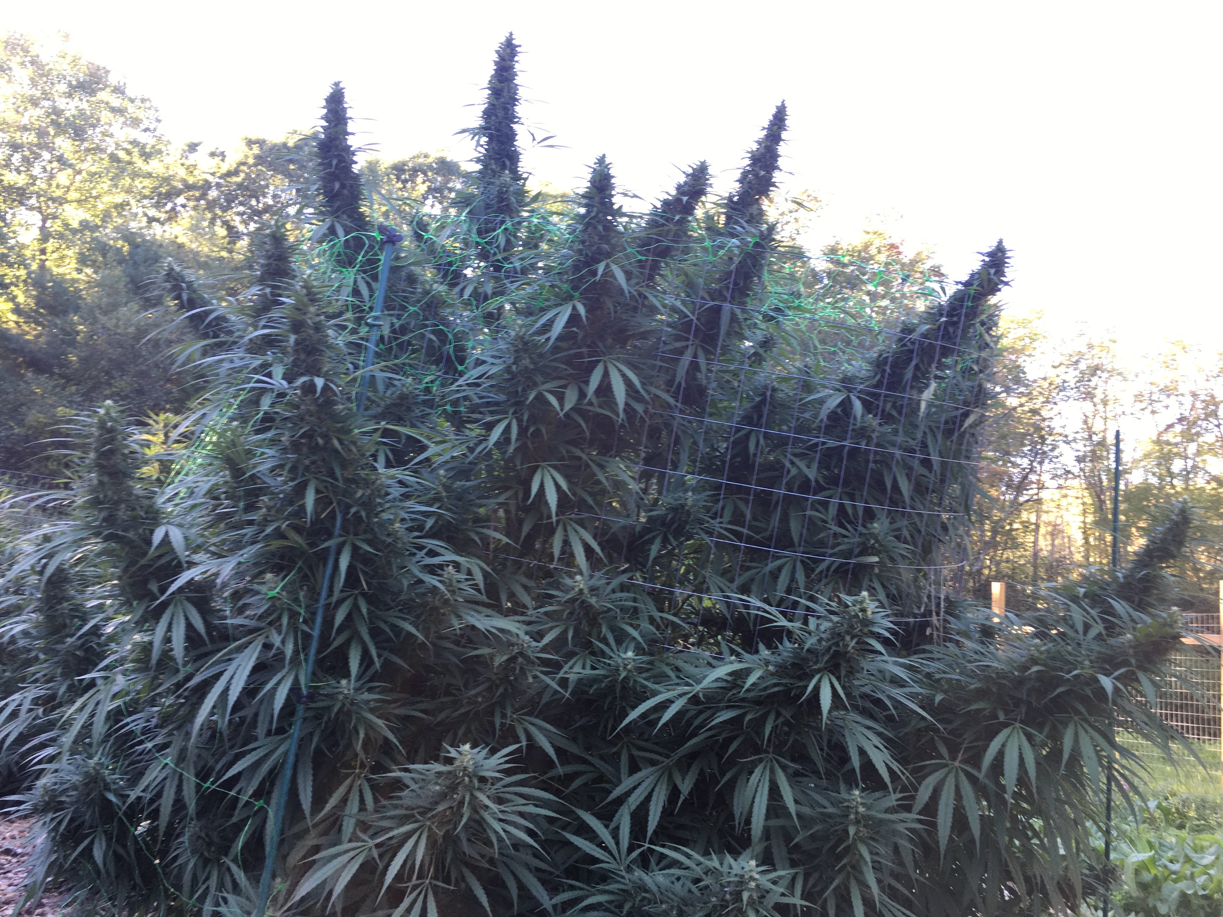 Farma Gardens Farm