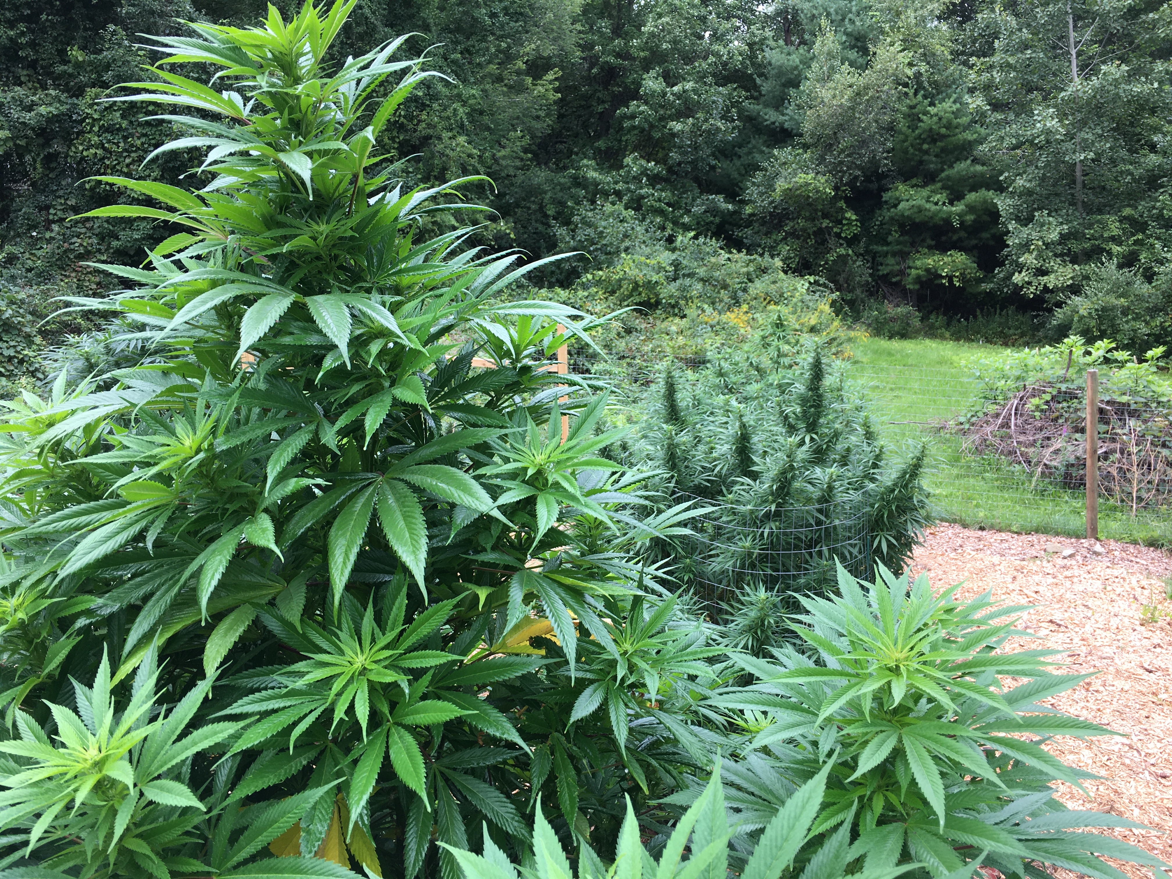 Farma Gardens