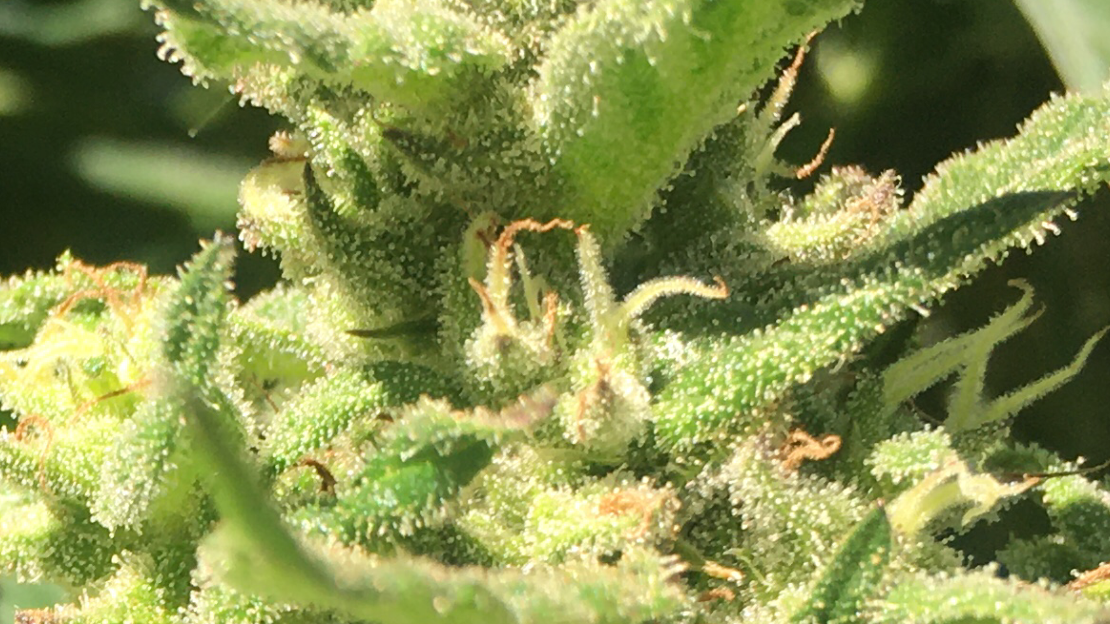 Trichome Detail